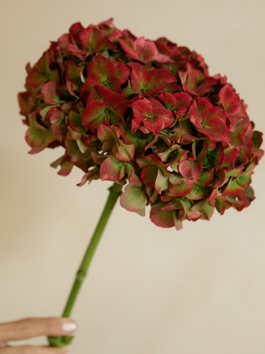 Ramo de hortensias de flor natural