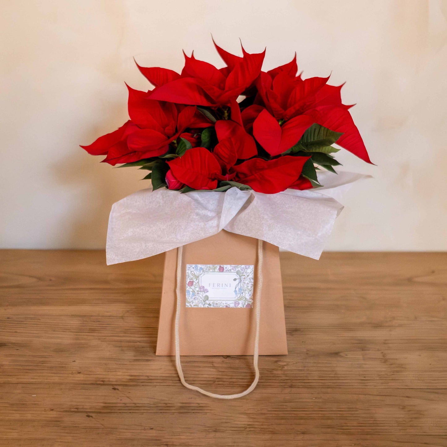 Poinsettia - Flor de Pascua